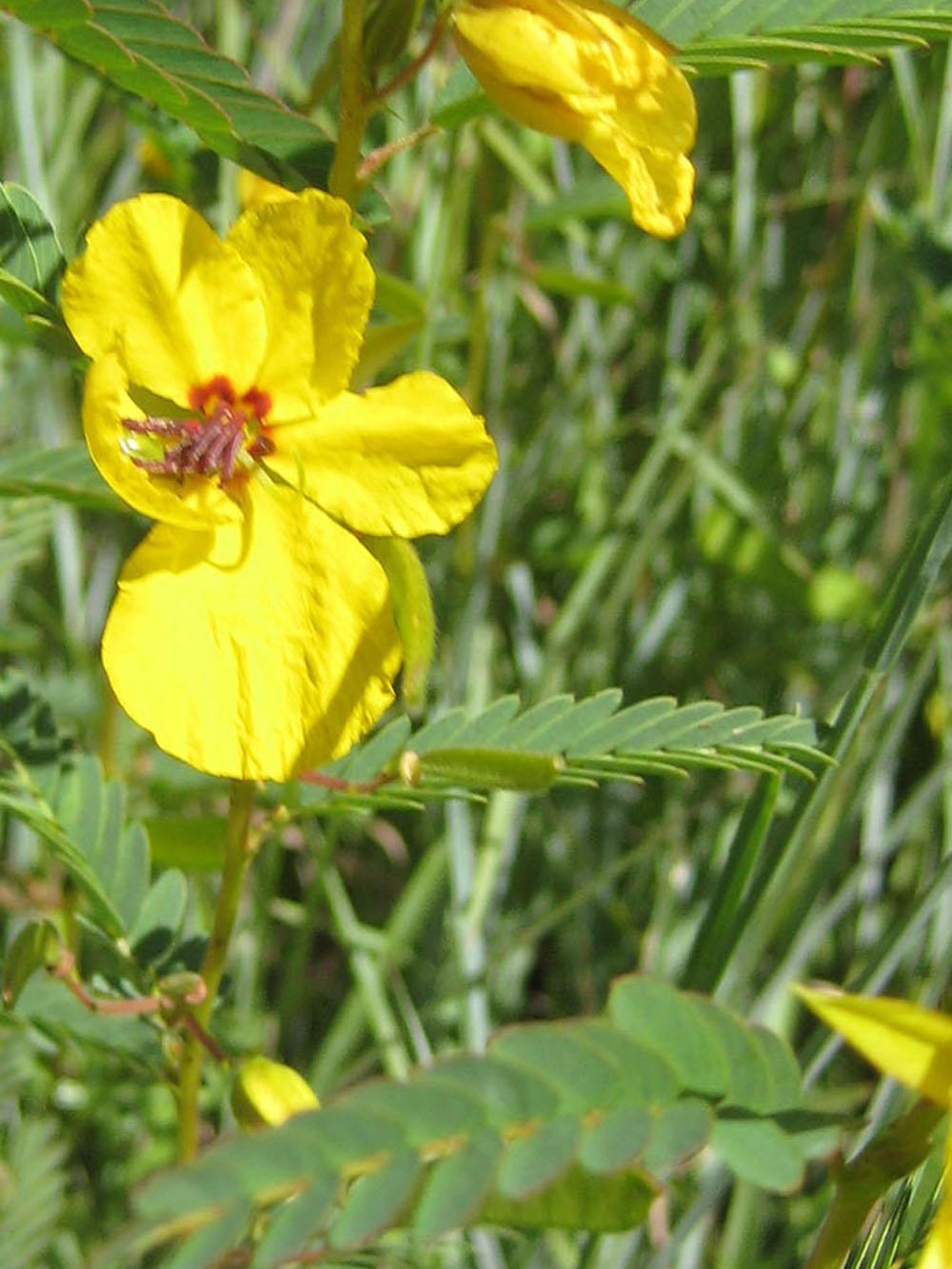 Partridge Pea